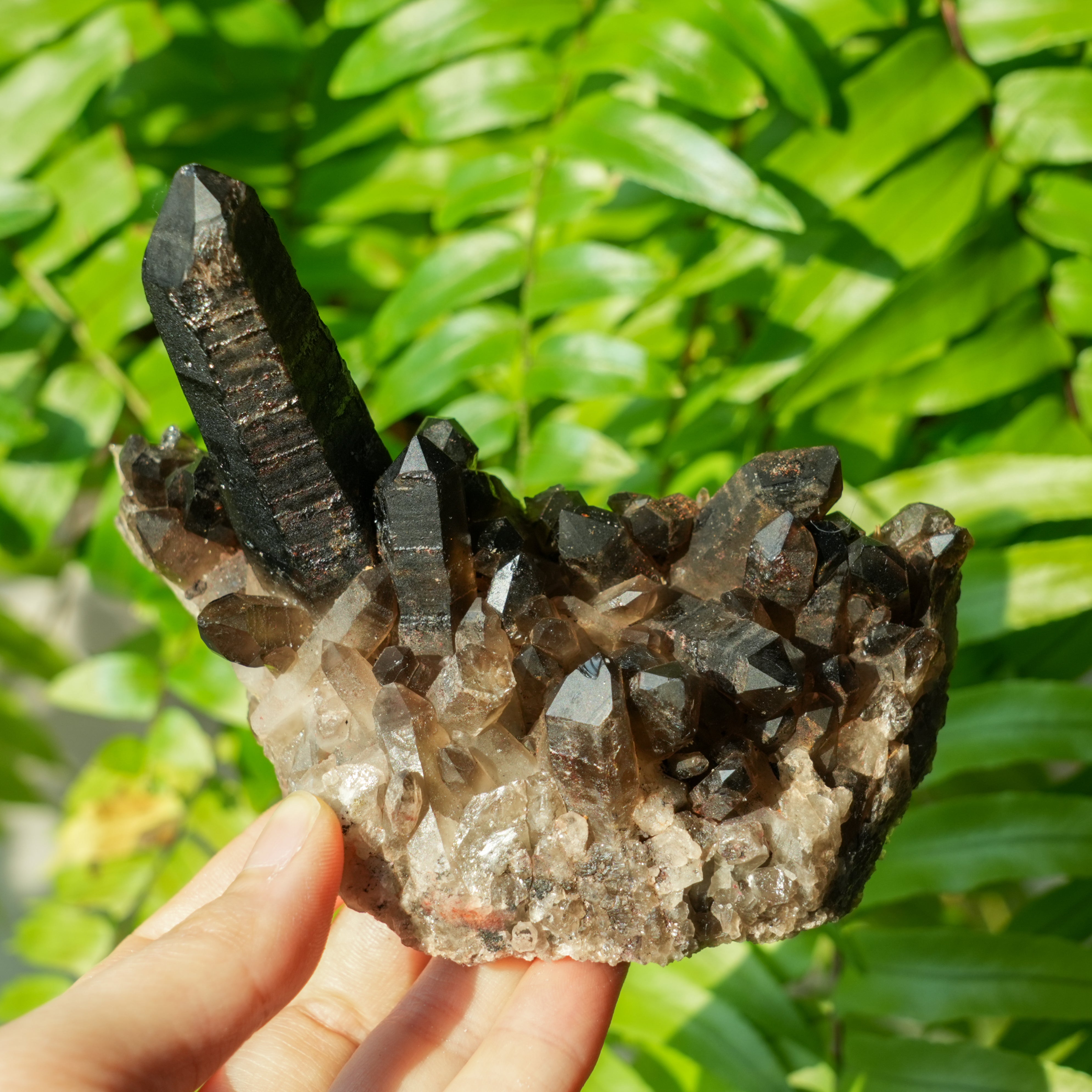 Smoky Quartz Cluster