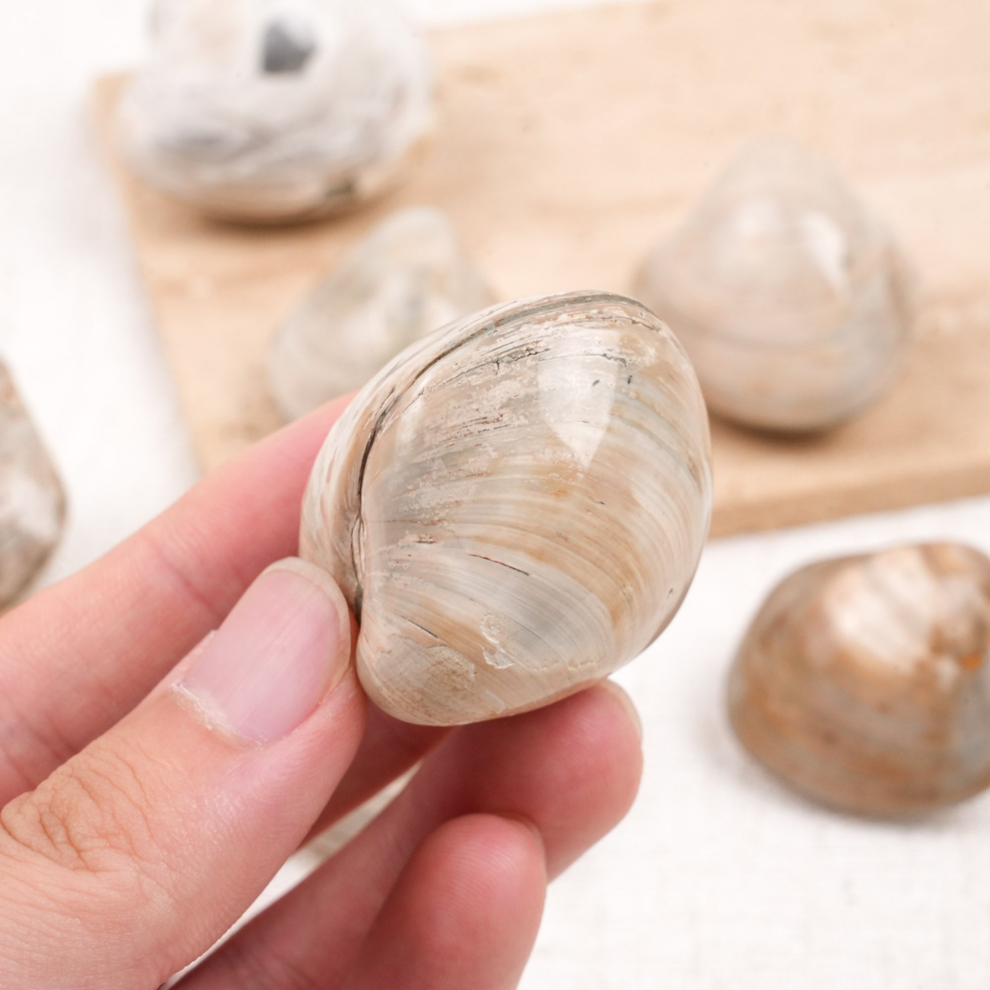 Clam Shell Fossil