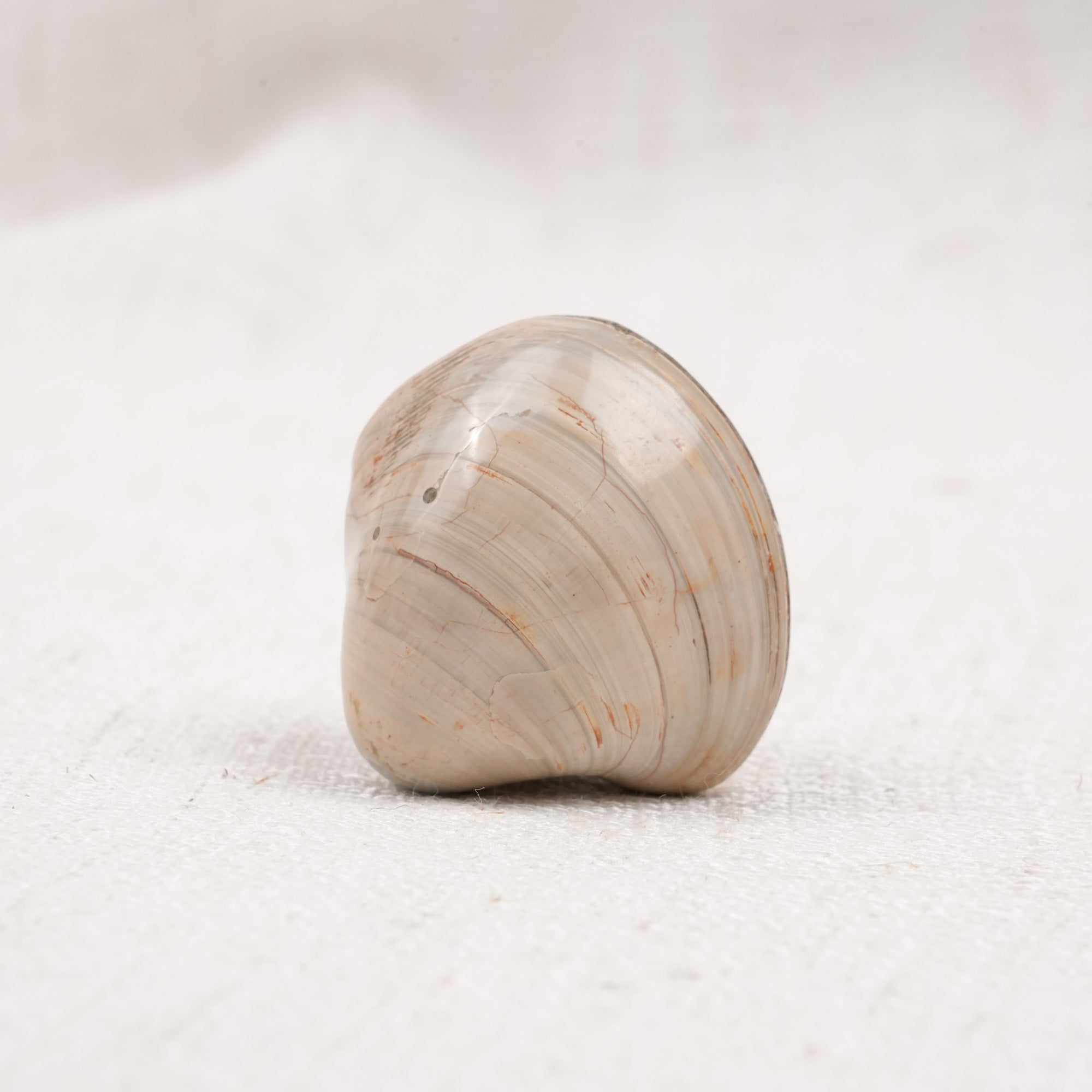 Clam Shell Fossil