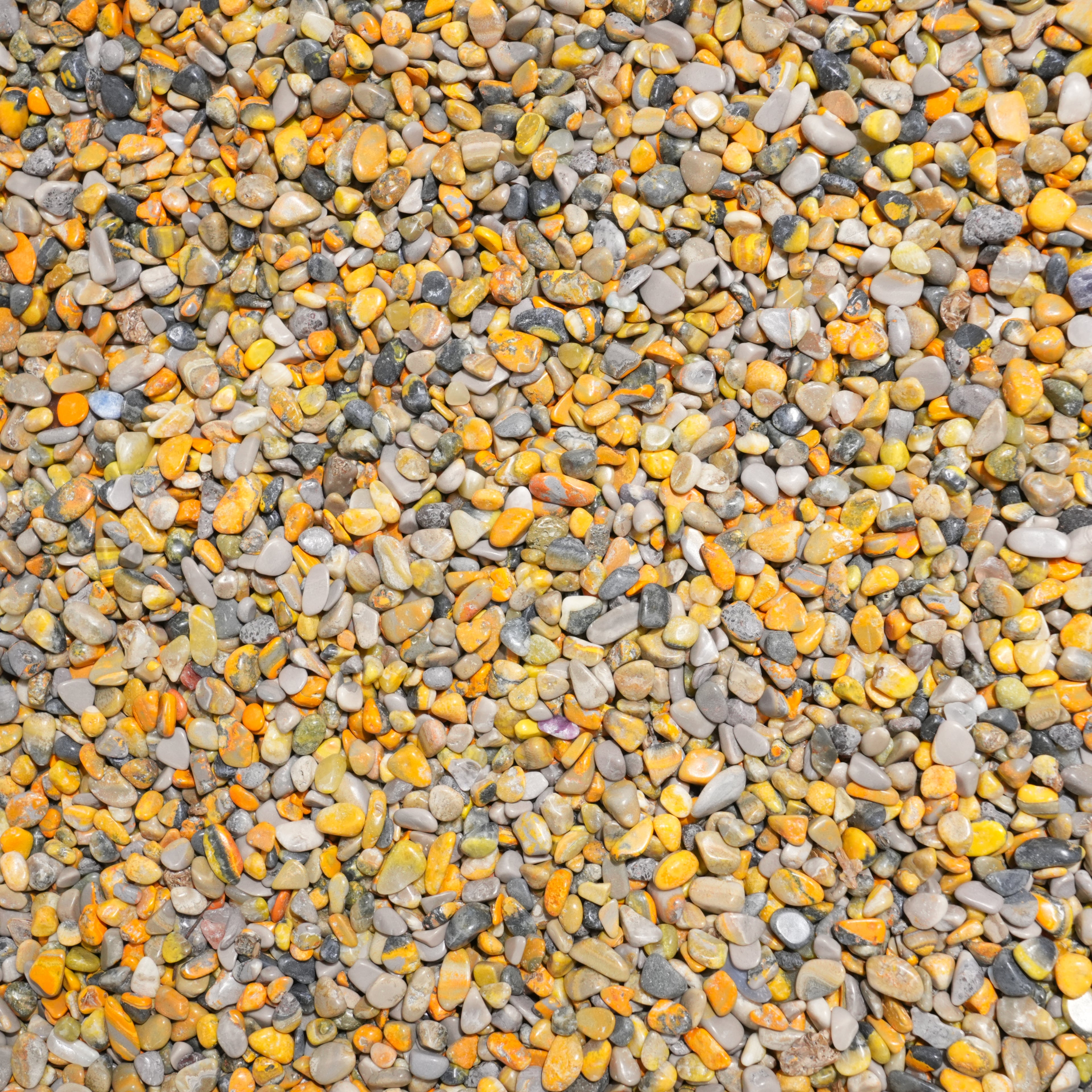 Blumblebee Jasper Chips
