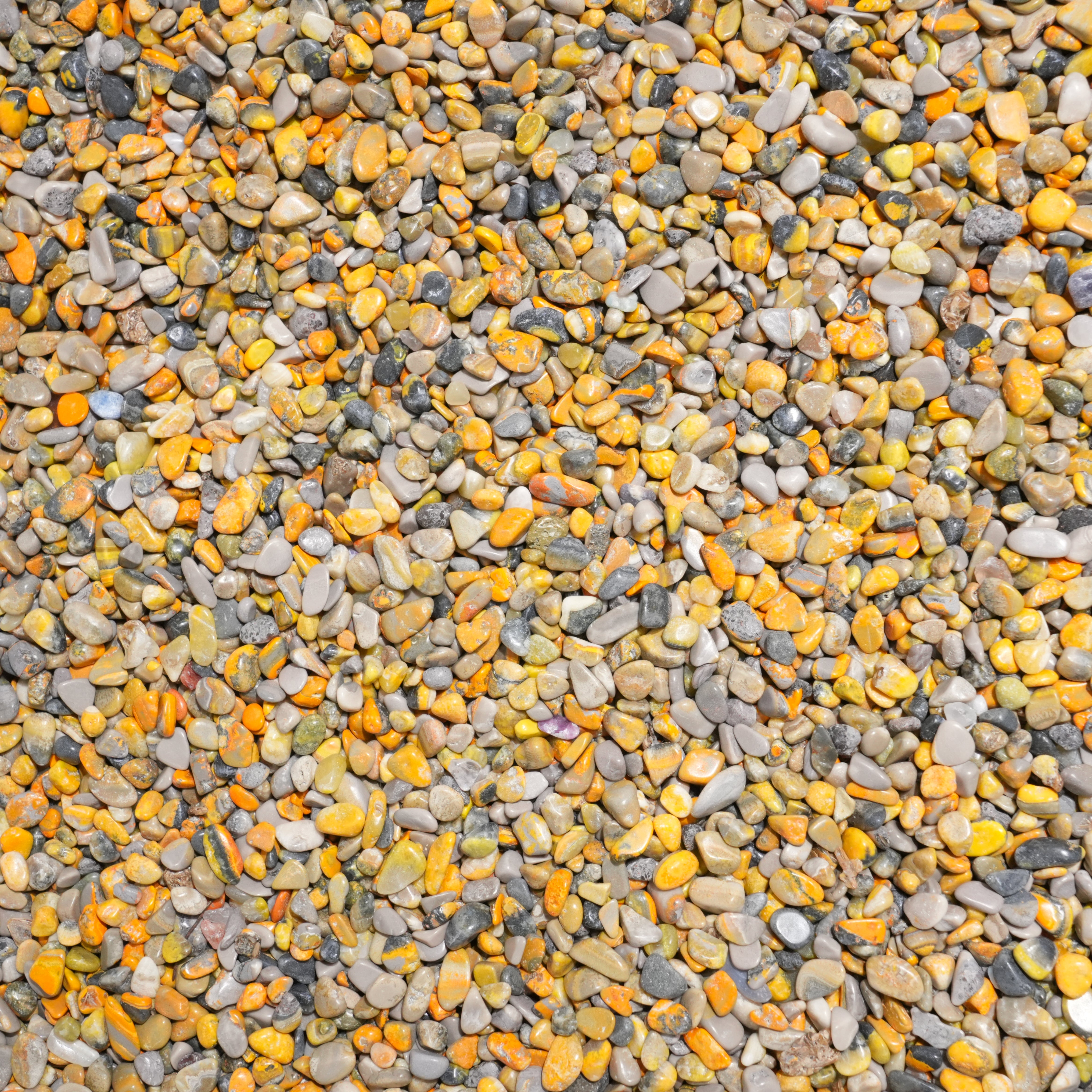 Blumblebee Jasper Chips