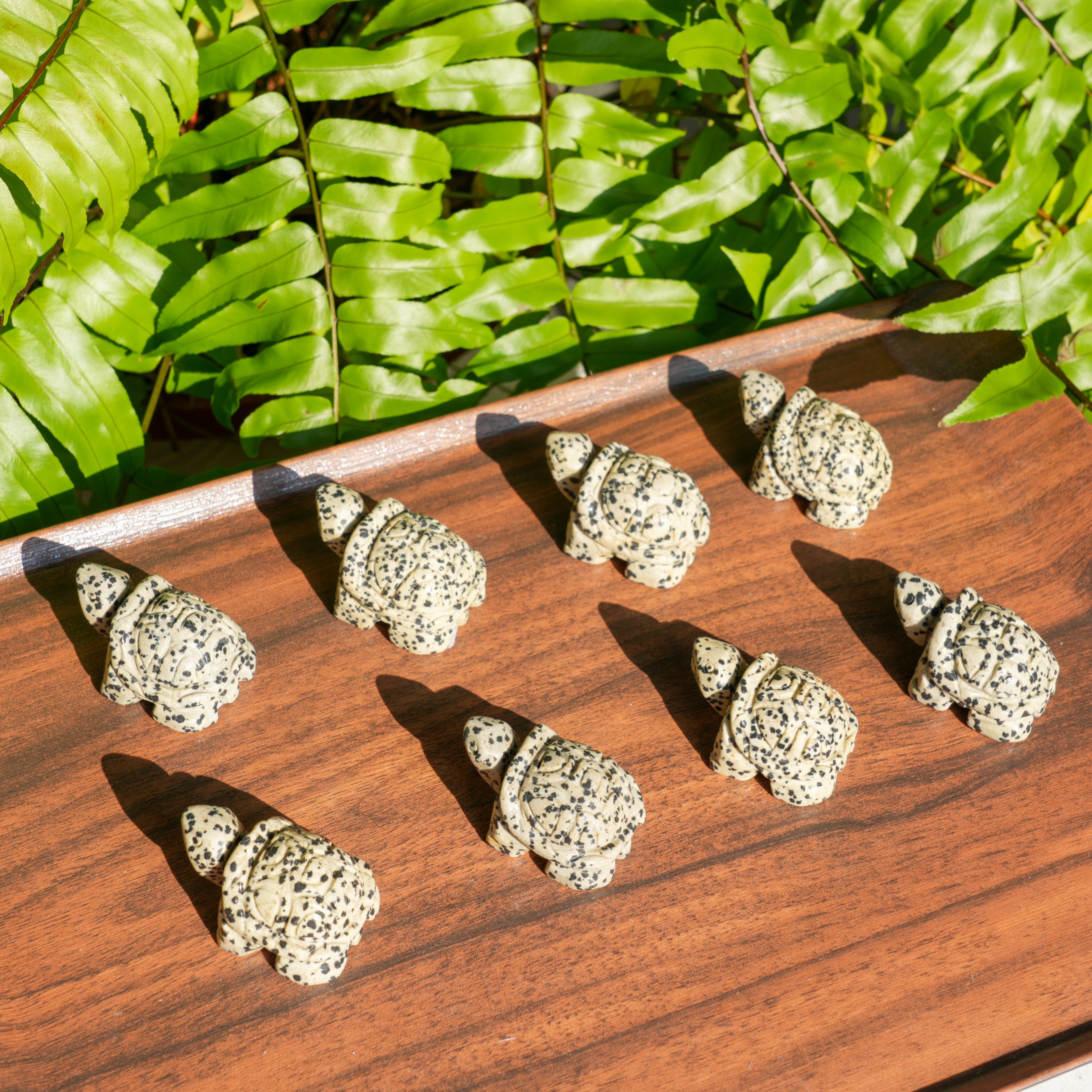 Dalmatian Jasper Turtle