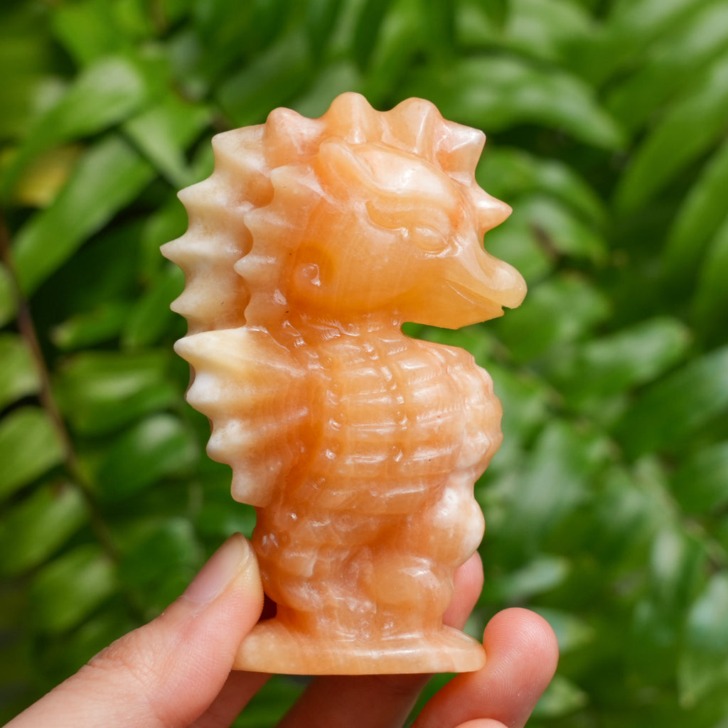 Mixed Seahorse