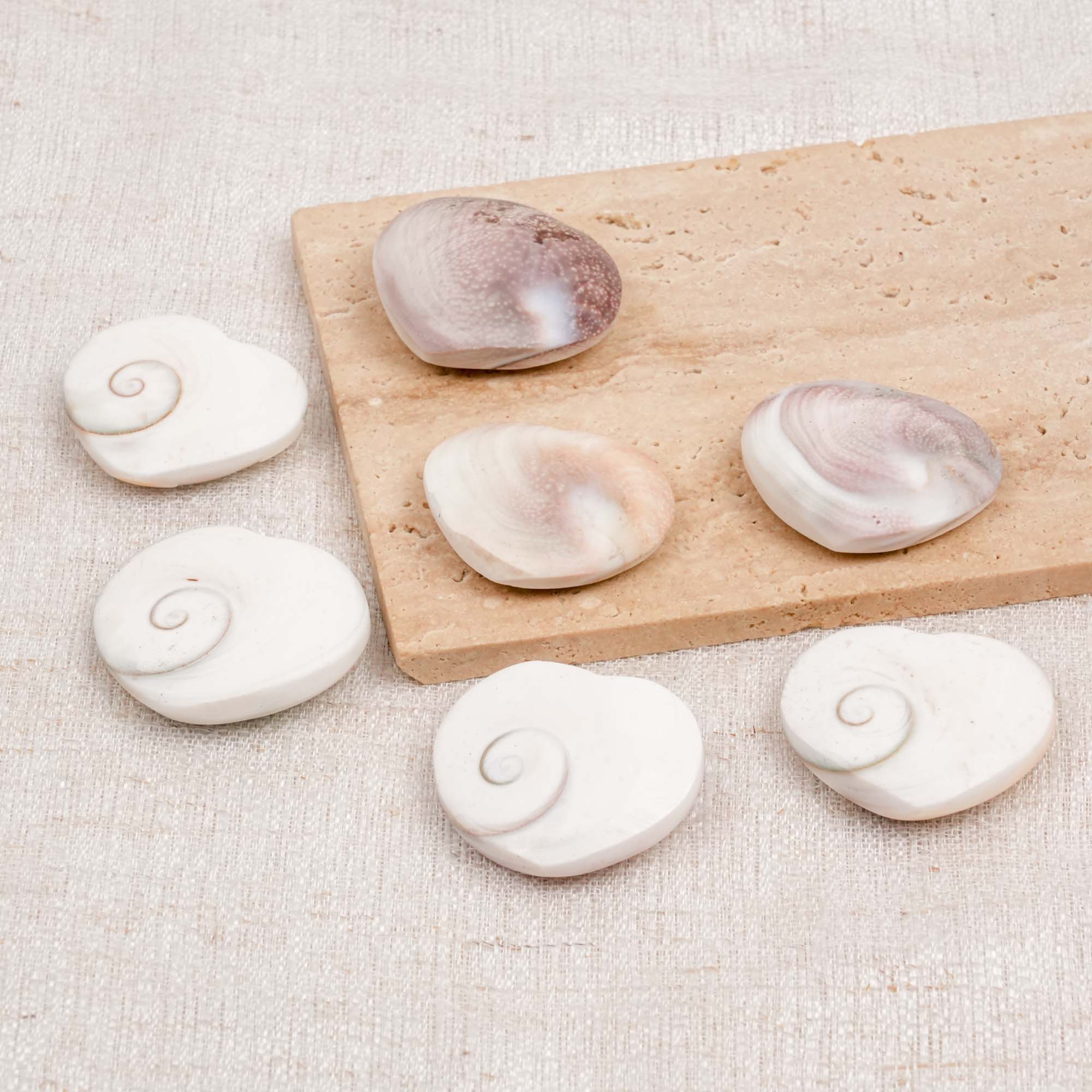 Shiva Eye Shell