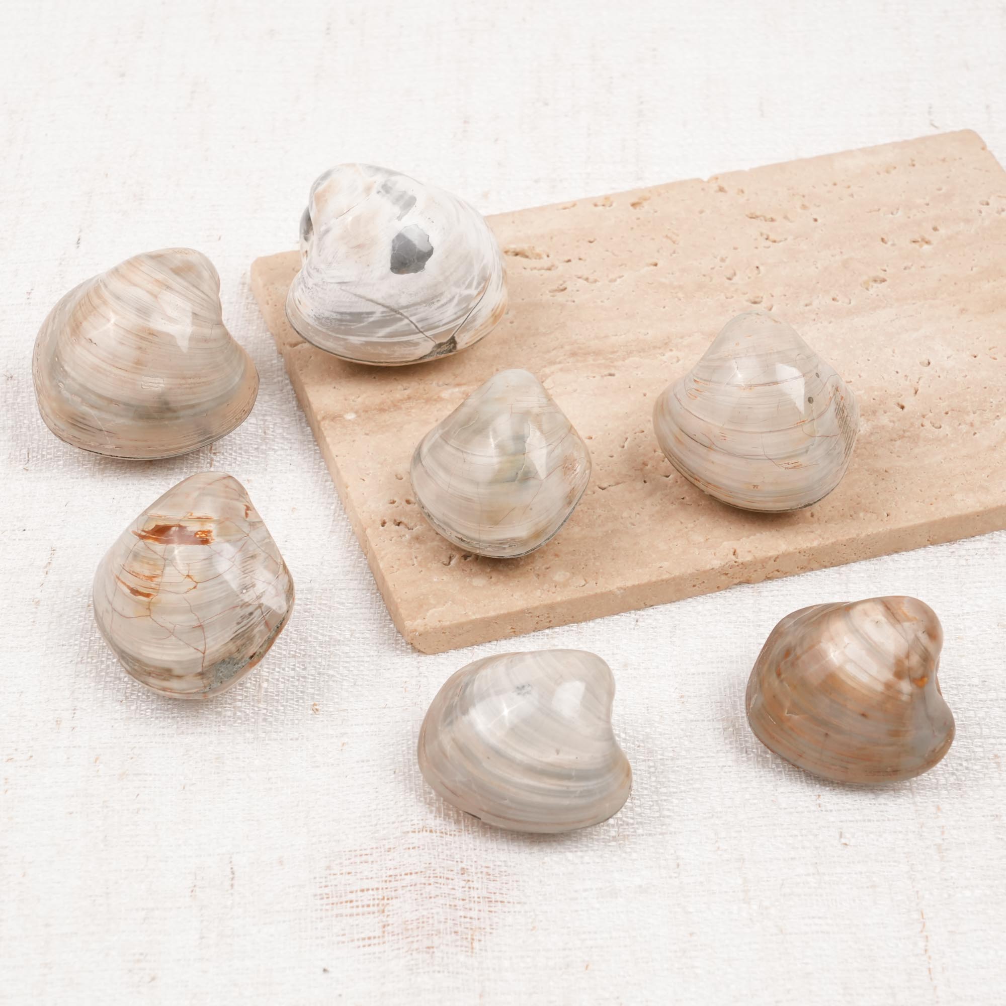 Clam Shell Fossil