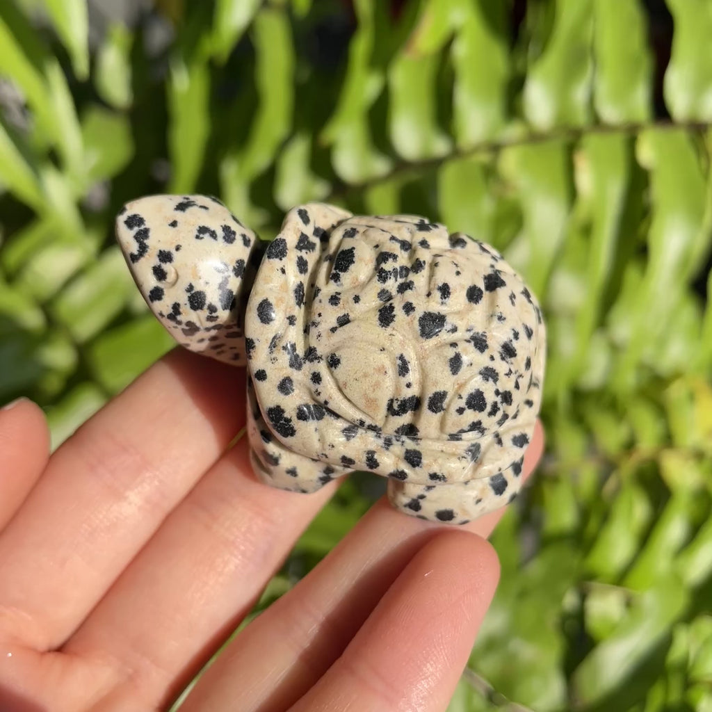 Dalmatian Jasper Turtle