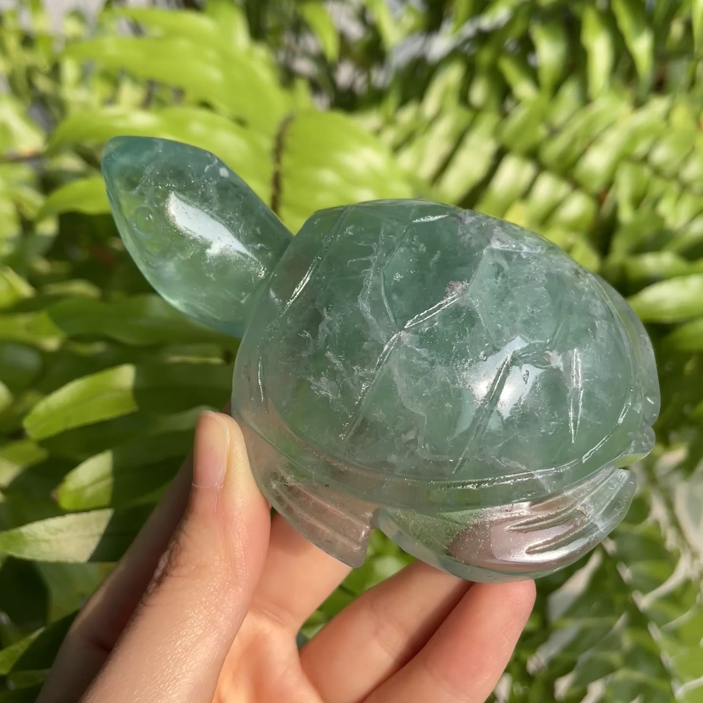 Green Fluorite Turtle